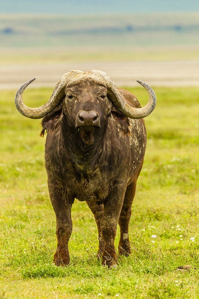 Africa-Tanzania-Ngorongoro Crater Cape buffalo close-up